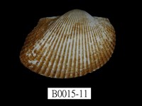 藏品(大毛蚶)的圖片